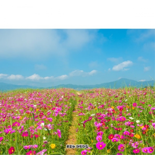 [파티붕붕]D5079 가을 현수막 / 어린이집 코스모스 현수막 유치원 꽃배경 포토존 제작
